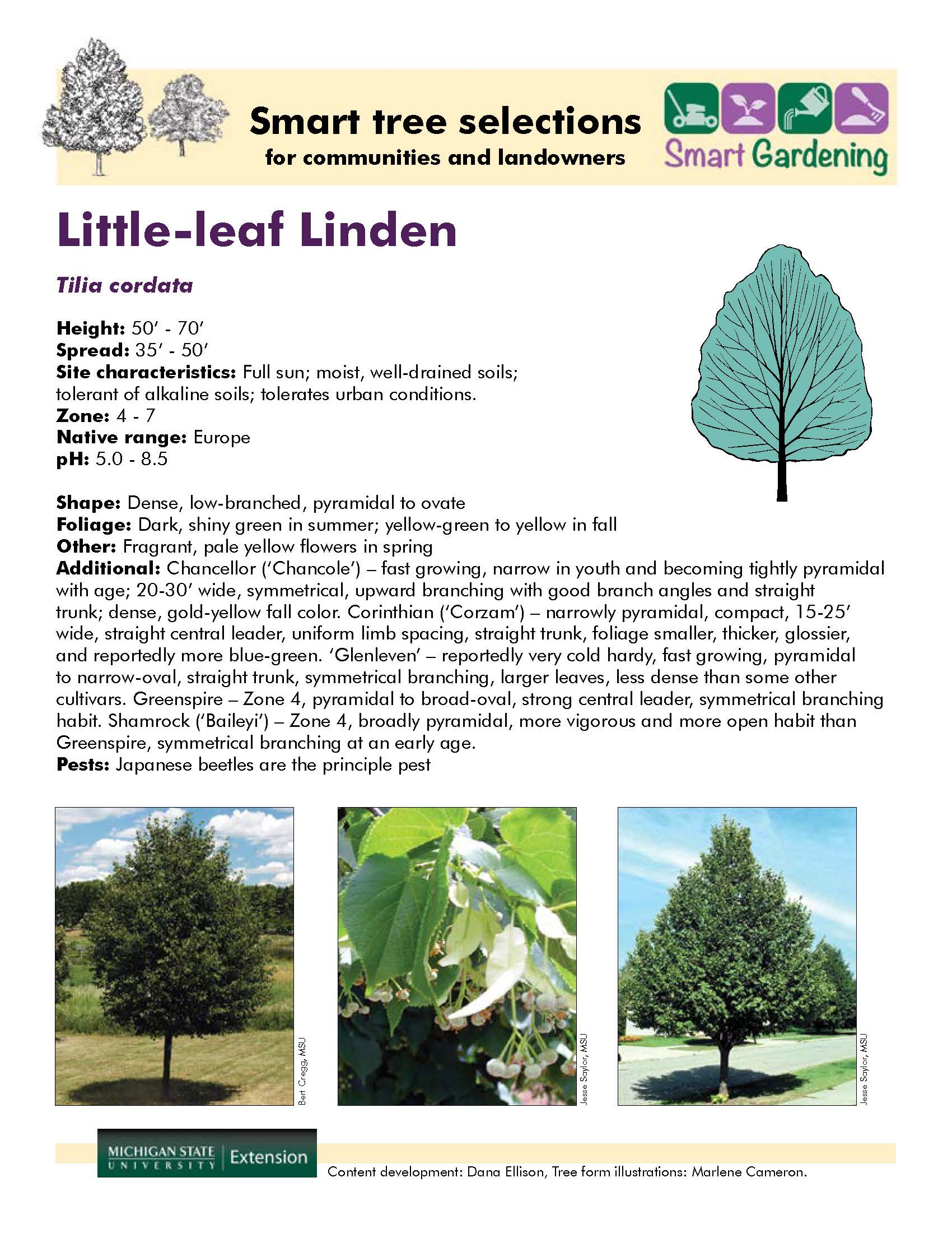 Little-leaf Linden - Gardening in Michigan